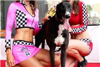 Dostihy_chrtu_GRAND_PRIX_2015_Greyhound_Park_Motol_Prague_IMG_4186.JPG