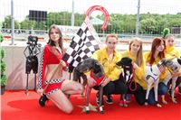 Dostihy_chrtu_GRAND_PRIX_2015_Greyhound_Park_Motol_Prague_IMG_4209.JPG