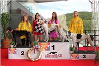 Dostihy_chrtu_GRAND_PRIX_2015_Greyhound_Park_Motol_Prague_IMG_4226.JPG