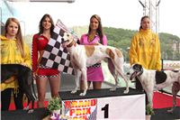 Dostihy_chrtu_GRAND_PRIX_2015_Greyhound_Park_Motol_Prague_IMG_4228.JPG