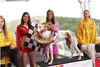 Dostihy_chrtu_GRAND_PRIX_2015_Greyhound_Park_Motol_Prague_IMG_4235.JPG