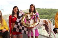 Dostihy_chrtu_GRAND_PRIX_2015_Greyhound_Park_Motol_Prague_IMG_4243.JPG