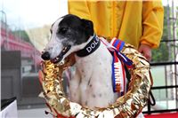 Dostihy_chrtu_GRAND_PRIX_2015_Greyhound_Park_Motol_Prague_IMG_4273.JPG