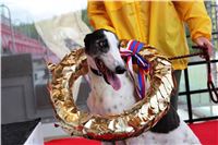 Dostihy_chrtu_GRAND_PRIX_2015_Greyhound_Park_Motol_Prague_IMG_4276.JPG