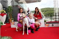 Dostihy_chrtu_GRAND_PRIX_2015_Greyhound_Park_Motol_Prague_IMG_4291.JPG