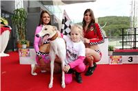 Dostihy_chrtu_GRAND_PRIX_2015_Greyhound_Park_Motol_Prague_IMG_4293.JPG