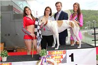 Dostihy_chrtu_GRAND_PRIX_2015_Greyhound_Park_Motol_Prague_IMG_4307.JPG