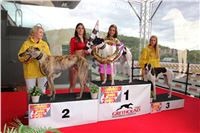 Dostihy_chrtu_GRAND_PRIX_2015_Greyhound_Park_Motol_Prague_IMG_4362.JPG