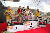 Dostihy_chrtu_GRAND_PRIX_2015_Greyhound_Park_Motol_Prague_IMG_4362.JPG