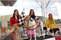 Dostihy_chrtu_GRAND_PRIX_2015_Greyhound_Park_Motol_Prague_IMG_4365.JPG