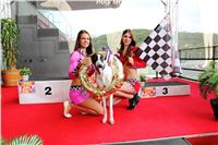 Dostihy_chrtu_GRAND_PRIX_2015_Greyhound_Park_Motol_Prague_IMG_4376.JPG