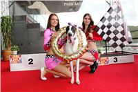 Dostihy_chrtu_GRAND_PRIX_2015_Greyhound_Park_Motol_Prague_IMG_4379.JPG