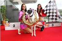 Dostihy_chrtu_GRAND_PRIX_2015_Greyhound_Park_Motol_Prague_IMG_4380.JPG