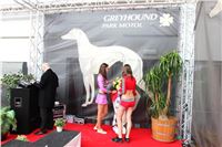 Dostihy_chrtu_GRAND_PRIX_2015_Greyhound_Park_Motol_Prague_IMG_4383.JPG