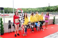 Dostihy_chrtu_GRAND_PRIX_2015_Greyhound_Park_Motol_Prague_IMG_4395.JPG