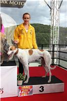 Dostihy_chrtu_GRAND_PRIX_2015_Greyhound_Park_Motol_Prague_IMG_4417.JPG