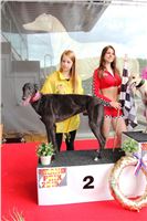 Dostihy_chrtu_GRAND_PRIX_2015_Greyhound_Park_Motol_Prague_IMG_4418.JPG