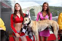 Dostihy_chrtu_GRAND_PRIX_2015_Greyhound_Park_Motol_Prague_IMG_4422.JPG