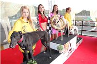 Dostihy_chrtu_GRAND_PRIX_2015_Greyhound_Park_Motol_Prague_IMG_4436.JPG