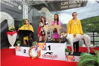 Dostihy_chrtu_GRAND_PRIX_2015_Greyhound_Park_Motol_Prague_IMG_4442.JPG