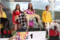 Dostihy_chrtu_GRAND_PRIX_2015_Greyhound_Park_Motol_Prague_IMG_4446.JPG