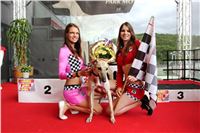 Dostihy_chrtu_GRAND_PRIX_2015_Greyhound_Park_Motol_Prague_IMG_4454.JPG