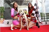 Dostihy_chrtu_GRAND_PRIX_2015_Greyhound_Park_Motol_Prague_IMG_4458.JPG