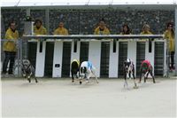 Dostihy_chrtu_GRAND_PRIX_2015_Greyhound_Park_Motol_Prague_NQ1M0134.JPG
