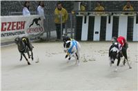 Dostihy_chrtu_GRAND_PRIX_2015_Greyhound_Park_Motol_Prague_NQ1M0137.JPG