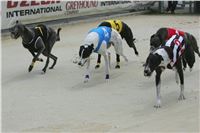 Dostihy_chrtu_GRAND_PRIX_2015_Greyhound_Park_Motol_Prague_NQ1M0139.JPG