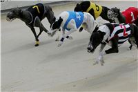 Dostihy_chrtu_GRAND_PRIX_2015_Greyhound_Park_Motol_Prague_NQ1M0140.JPG