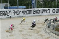 Dostihy_chrtu_GRAND_PRIX_2015_Greyhound_Park_Motol_Prague_NQ1M0160.JPG