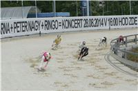 Dostihy_chrtu_GRAND_PRIX_2015_Greyhound_Park_Motol_Prague_NQ1M0161.JPG