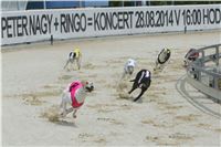 Dostihy_chrtu_GRAND_PRIX_2015_Greyhound_Park_Motol_Prague_NQ1M0162.JPG