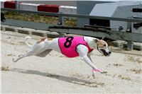 Dostihy_chrtu_GRAND_PRIX_2015_Greyhound_Park_Motol_Prague_NQ1M0167.JPG
