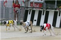 Dostihy_chrtu_GRAND_PRIX_2015_Greyhound_Park_Motol_Prague_NQ1M0213.JPG