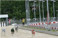 Dostihy_chrtu_GRAND_PRIX_2015_Greyhound_Park_Motol_Prague_NQ1M0250.JPG