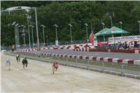 Dostihy_chrtu_GRAND_PRIX_2015_Greyhound_Park_Motol_Prague_NQ1M0253.JPG