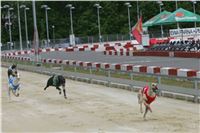 Dostihy_chrtu_GRAND_PRIX_2015_Greyhound_Park_Motol_Prague_NQ1M0255.JPG