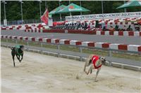 Dostihy_chrtu_GRAND_PRIX_2015_Greyhound_Park_Motol_Prague_NQ1M0256.JPG