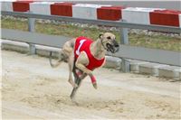 Dostihy_chrtu_GRAND_PRIX_2015_Greyhound_Park_Motol_Prague_NQ1M0257.JPG