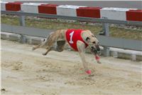 Dostihy_chrtu_GRAND_PRIX_2015_Greyhound_Park_Motol_Prague_NQ1M0258.JPG