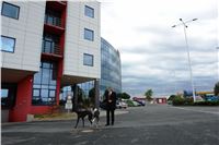 Chrt_Cato_Cayenn_job_Czech_Greyhound_Racing_Federation_DSC07587.JPG