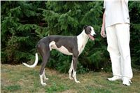 Chrt_Cayenn_Czech_Greyhound_Racing_Federation_DSC07309.jpg