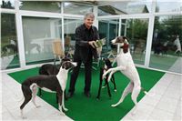 Chrti_Cato_Cayenn_Black_White_Elbony_Zdenek_Grondol_Ceska_Greyhound_Dostihova_Federace.jpg