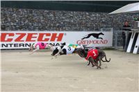 28_Chrti_dostihy_Greyhound_Racing_Park_Motol_Praha_Ceske_Derby_7955.JPG