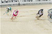 30_ Chrti_dostihy_Greyhound_Racing_Park_Praha_Czech_International_Derby_7958.jpg