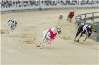 31_Chrti_dostihy_Greyhound_Racing_Park_Motol_Praha_Ceske_Derby_7957.JPG