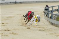 32_Chrti_dostihy_Greyhound_Racing_Park_Praha_Czech_International_Derby_7959.jpg