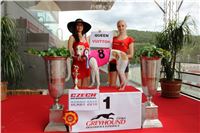 36_Chrti_dostihy_Greyhound_Racing_Park_Motol_Praha_Ceske_Derby_7985.JPG